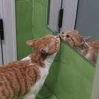 爱看短剧的刺猬头像
