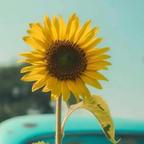 向日葵🌻头像