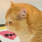 是我最喜欢的猫猫头像
