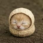 花生猫头像