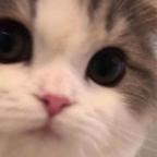 高超音速小猫头像