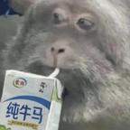无敌叶虾仁头像