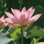 花开蝴蝶头像
