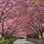 商界传奇沈嫣头像