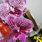 七彩鱼小花花头像