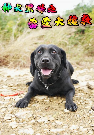 神犬黑妹之雷霆大援救